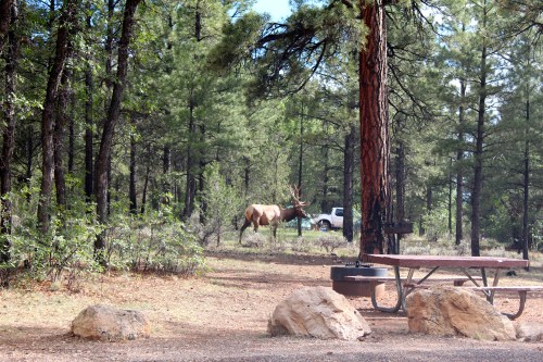 Elk at our campsite!