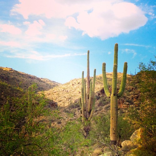 Cacti heading up Mt. Lemmon in Tucson