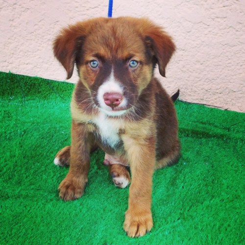 Met this puppy and his brother who were up for adoption in Bisbee, Arizona. We think they were adopted as a pair. Heart melting. 
