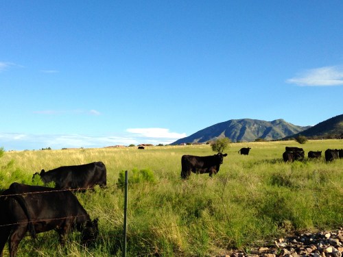 Cows in Sierra Vista the night before our road trip began